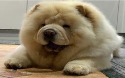 Chow Chow dogs for sale: 🧸🧸Beautiful litter of chow chow puppies🧸🧸 - Image 7