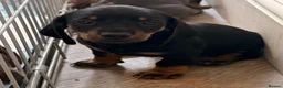 Dachshund dogs for sale: Miniture Dashcuand For Sale  - Advert 3