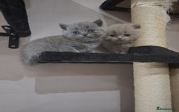 British Shorthair cats for sale: British short hair kittens - Image 8