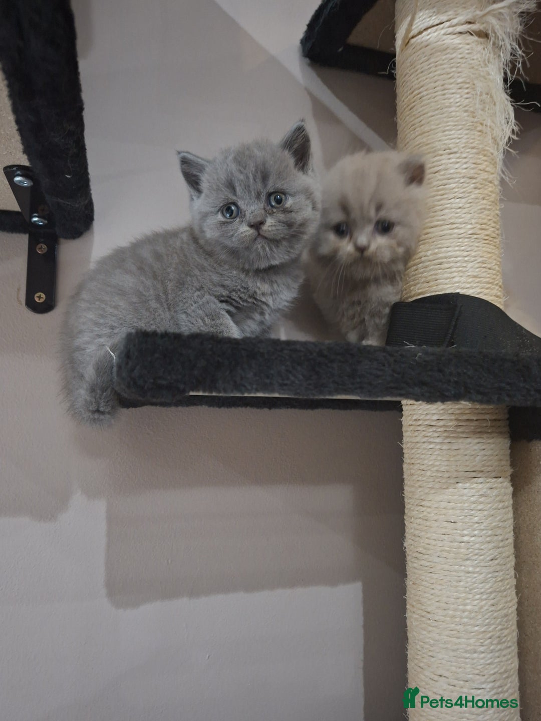British Shorthair cats for sale: British short hair kittens - Image 8