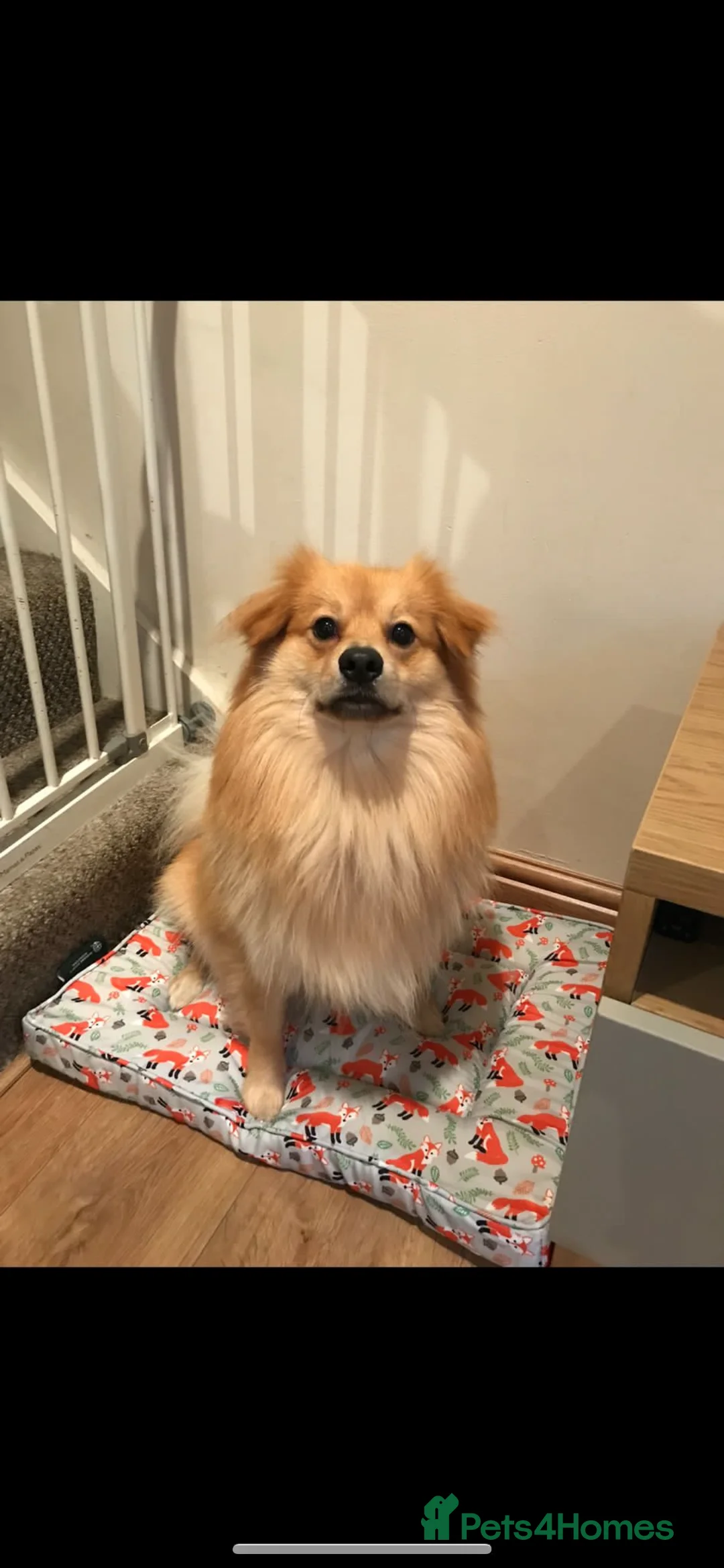 Pomeranian dogs for stud: Proven Stud male fox face pom  - Advert 2