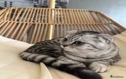 Scottish Fold cats for sale: Scottish Fold Kittens Ready for Permanent Homes ✨ - Image 19
