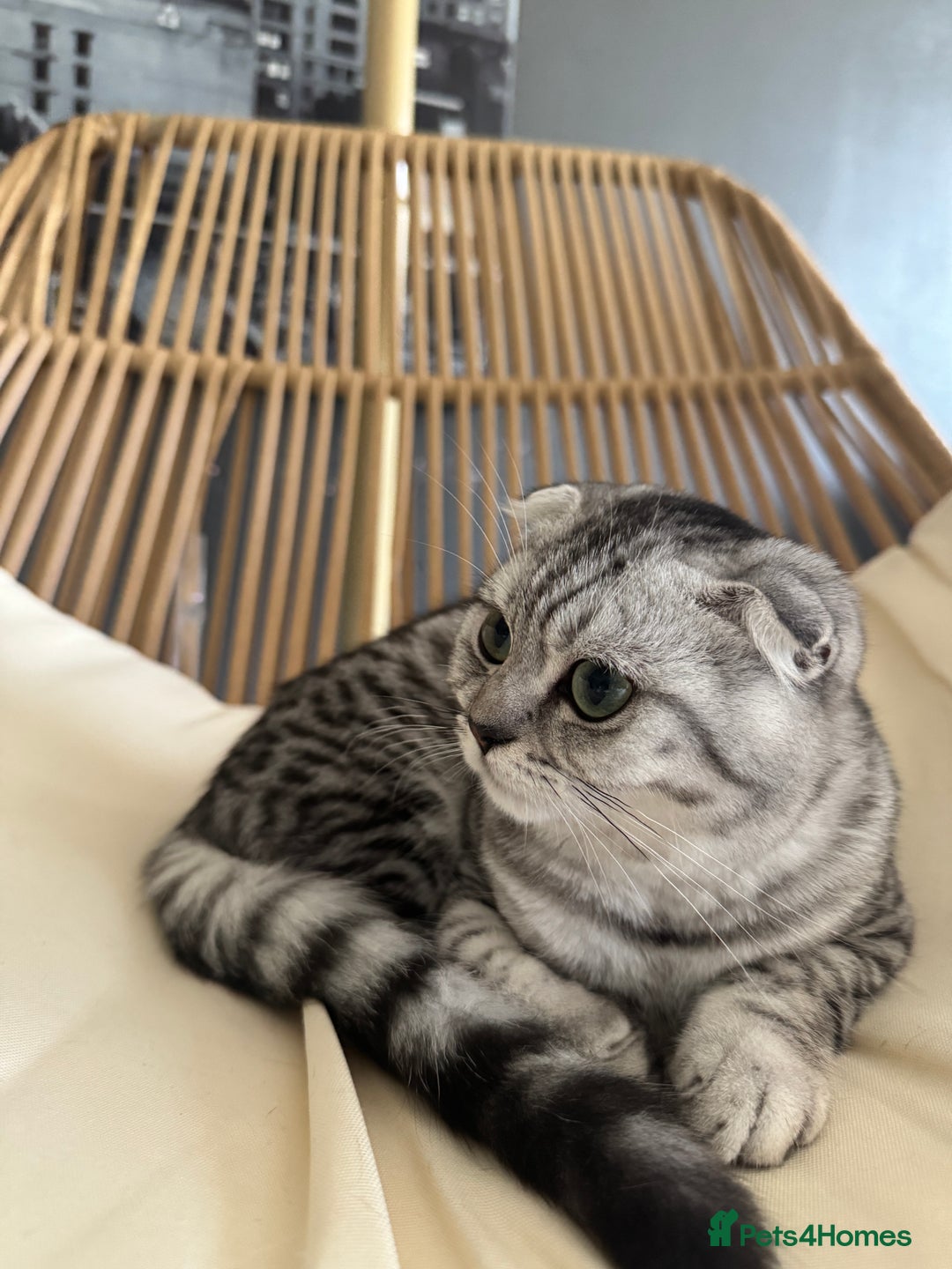 Scottish Fold cats for sale: Scottish Fold Kittens Ready for Permanent Homes ✨ - Image 19