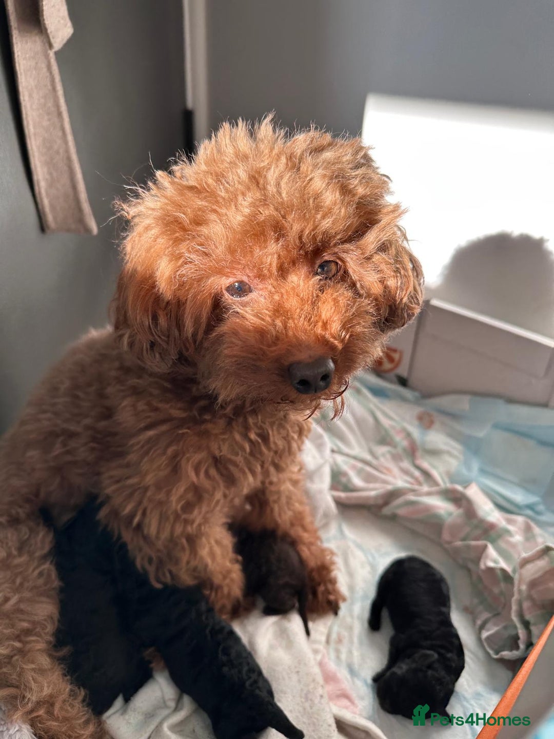 Toy Poodle dogs for sale: Chocolate Toy Poodle - Advert 3