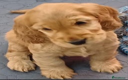 Cocker Spaniel dogs for sale: GOLDEN health tested show cocker spaniel pups - Image 4
