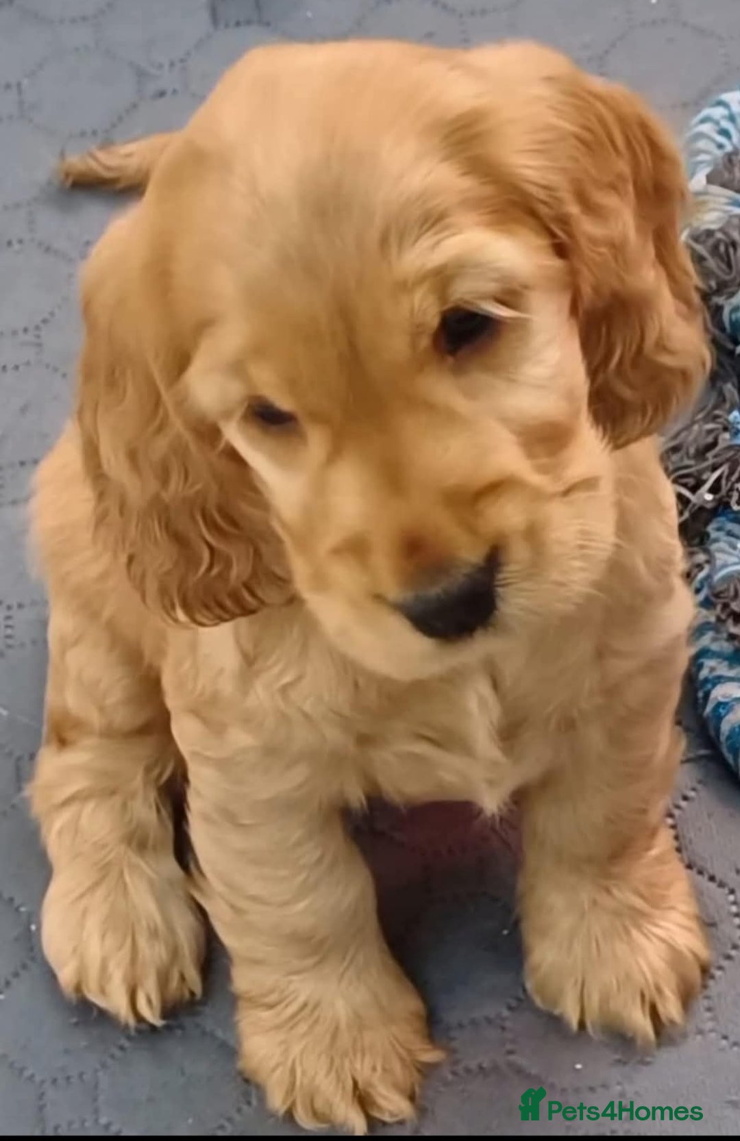 Cocker Spaniel dogs for sale: GOLDEN health tested show cocker spaniel pups - Image 4