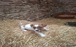 Jack Russell dogs for sale: Jack Russell puppies  - Image 5