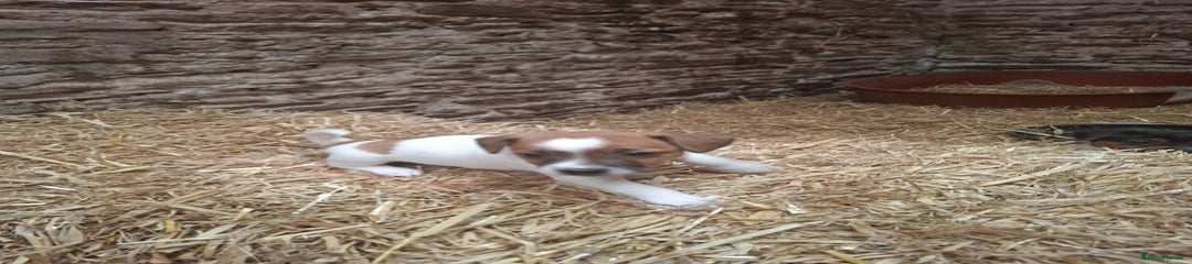 Jack Russell Puppy 2