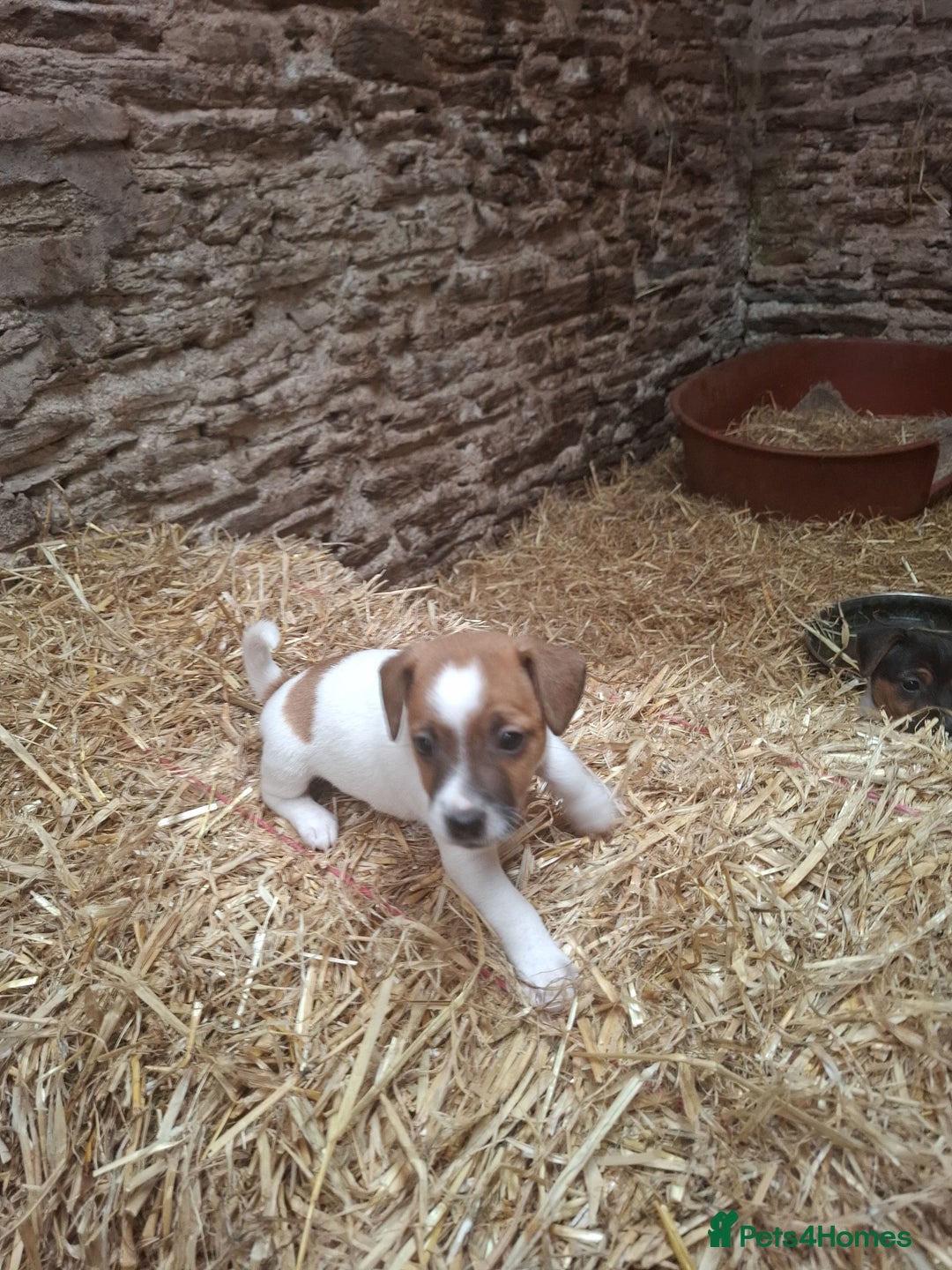 Jack Russell dogs for sale: Jack Russell puppies  - Image 5