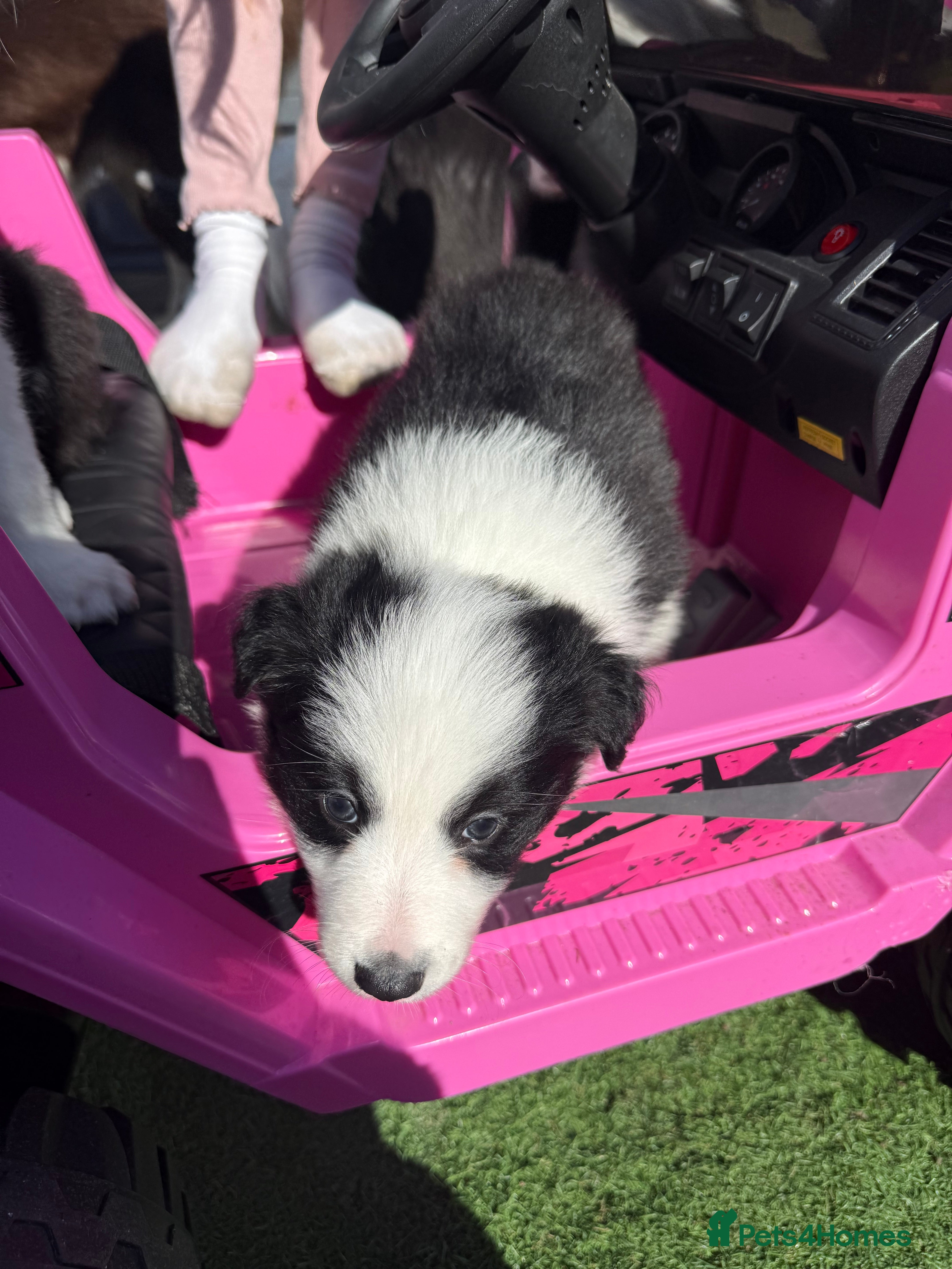 Border Collie dogs Border Collie Puppies For Sale - Advert 4