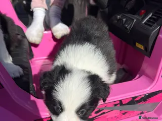 Border Collie dogs Border Collie Puppies For Sale - Advert 4