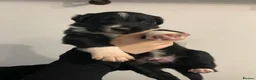 Border Collie dogs for sale: Pure border collie pups - Advert 14