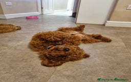 Cockapoo dogs for sale: 2 BOYS LEFT Quality F1 Cockapoos DNA CLEAR PARENTS - Image 13