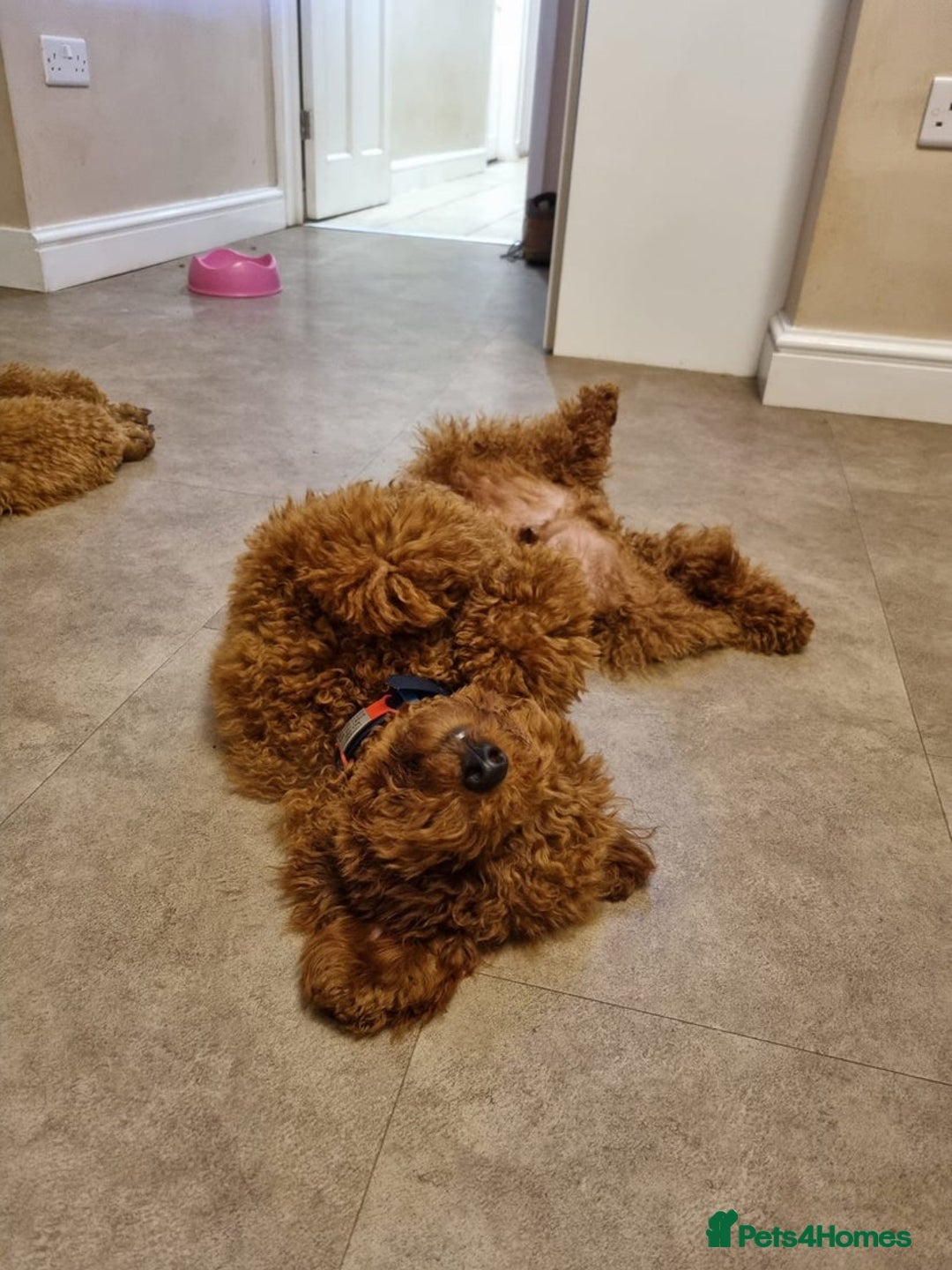 Cockapoo dogs for sale: 2 BOYS LEFT Quality F1 Cockapoos DNA CLEAR PARENTS - Image 13