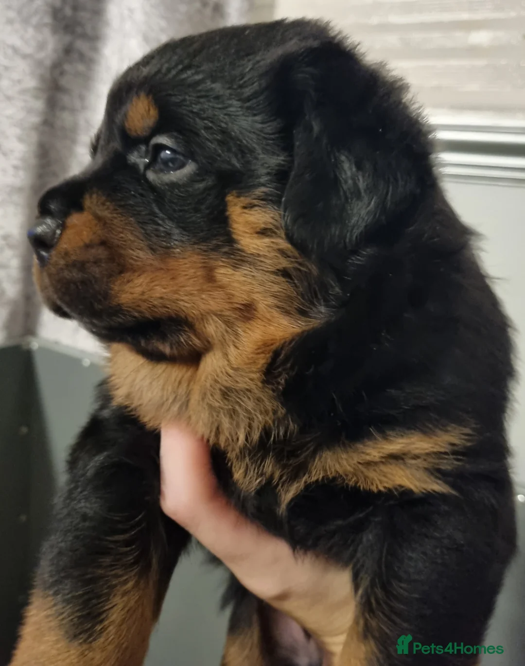 Rottweiler dogs for stud: Kc Registered, proven, health tested stud in Wisbech - Advert 9