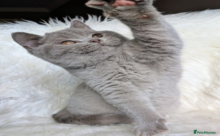 British Shorthair cats - Advert 10