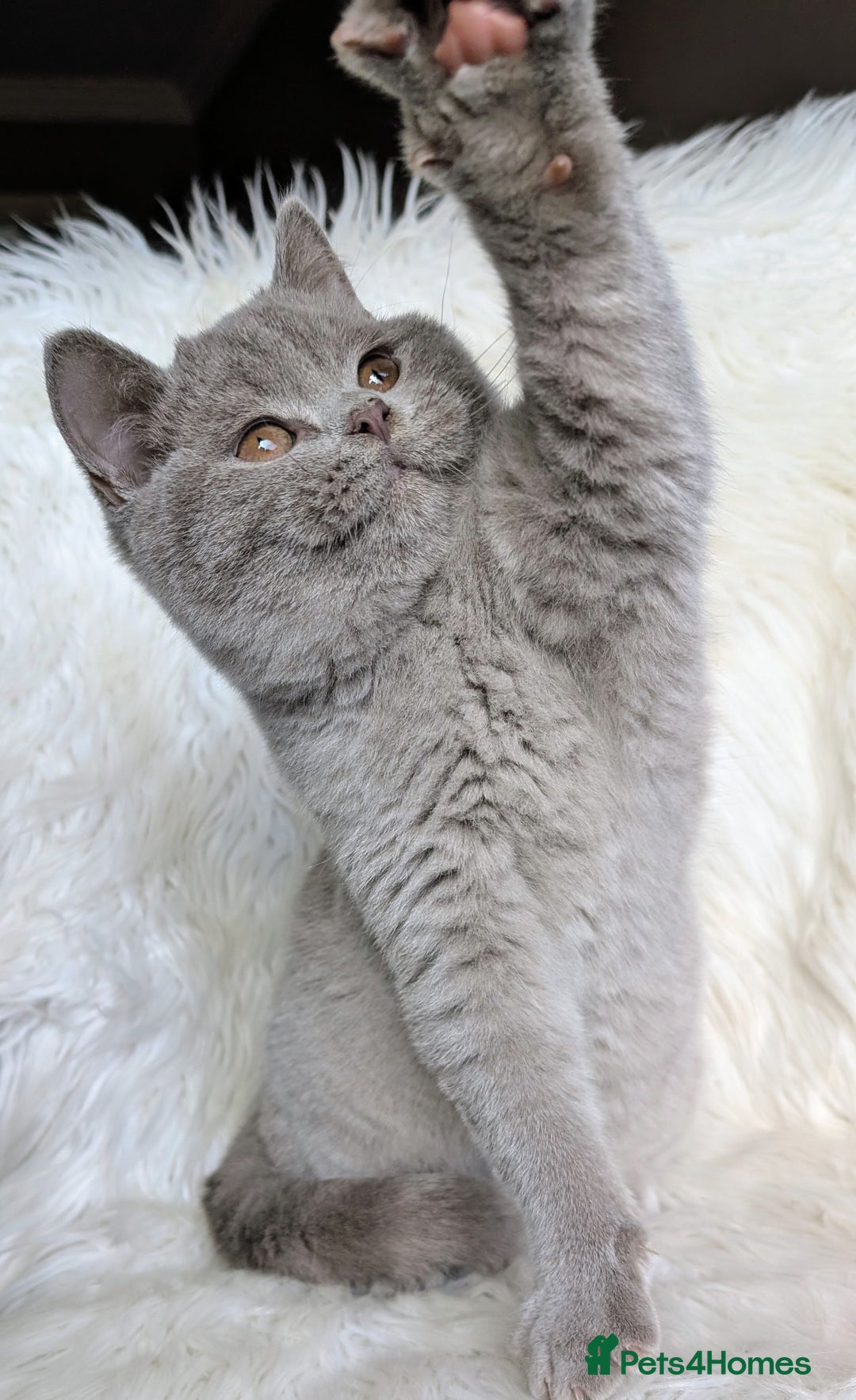 British Shorthair cats for sale: Amazing loving British shorthair kittens  - Advert 26