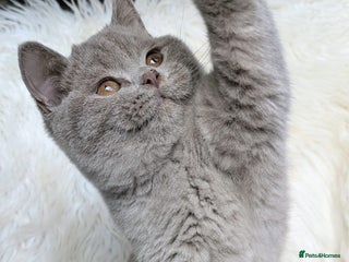 British Shorthair cats - Advert 8