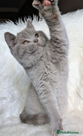 British Shorthair cats - Advert 10