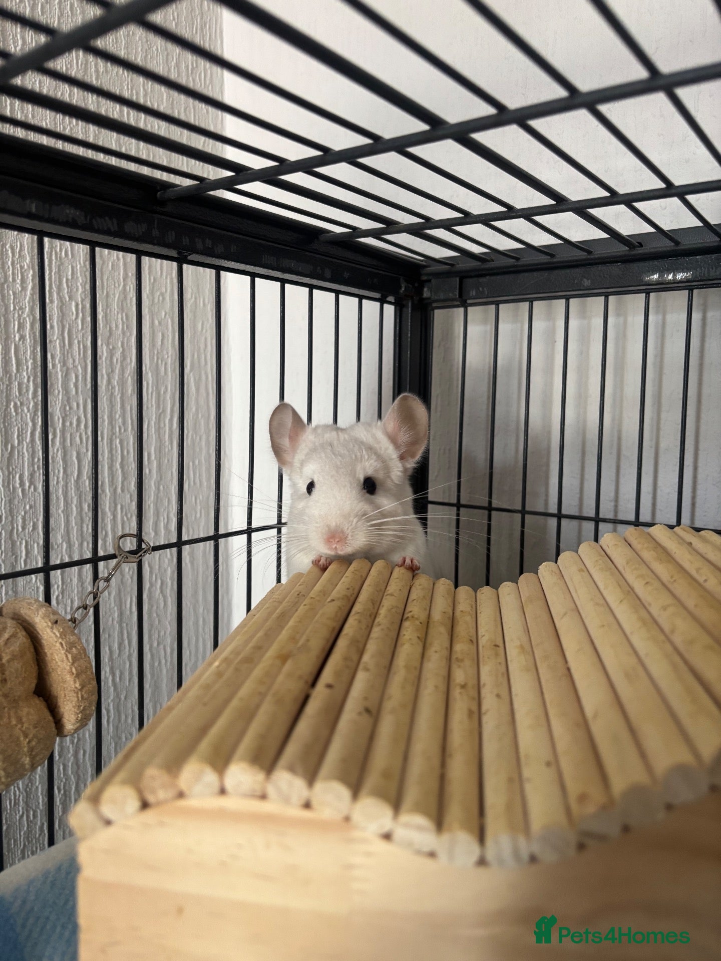 Chinchilla rodents Male Baby White Mosaic Chinchilla  - Advert 5
