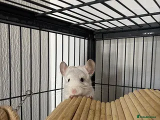 Chinchilla rodents Male Baby White Mosaic Chinchilla - Advert 5