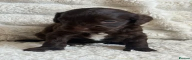 Cockapoo 2
