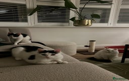 Mixed Breed cats for sale: Female white longhair cat looking for home - Image 3