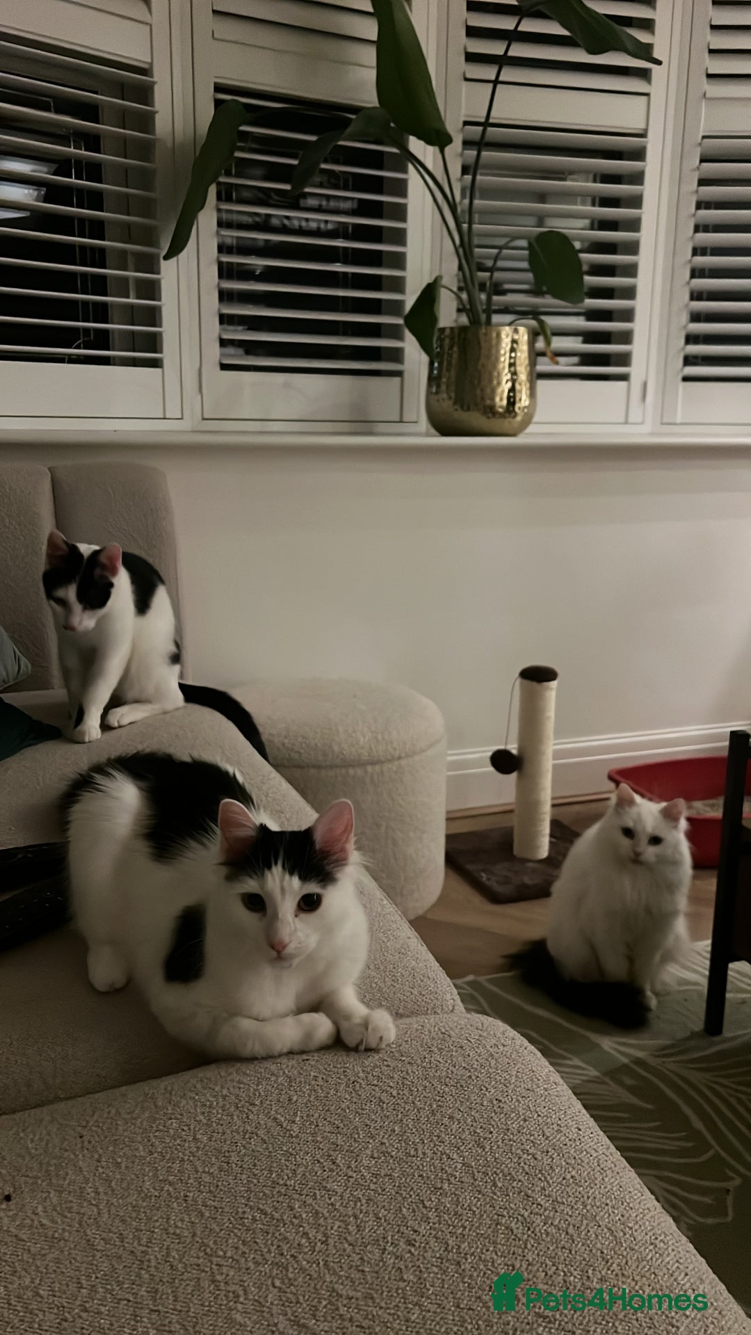 Mixed Breed cats for sale: Female white longhair cat looking for home - Image 3