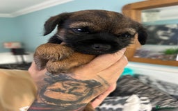 Border Terrier dogs for sale: Border Terrier pups Female - Image 12