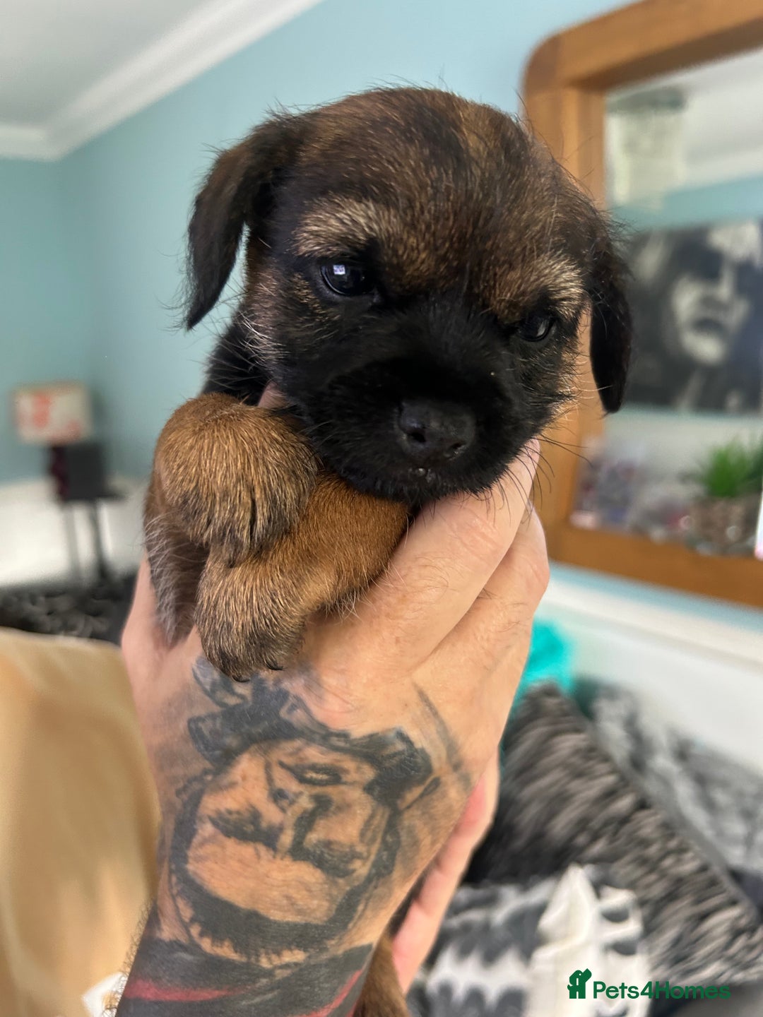 Border Terrier dogs for sale: Border Terrier pups Female - Image 12