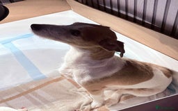 Jack Russell dogs for sale: White,blue,red tri jack Russell pups  - Advert 8