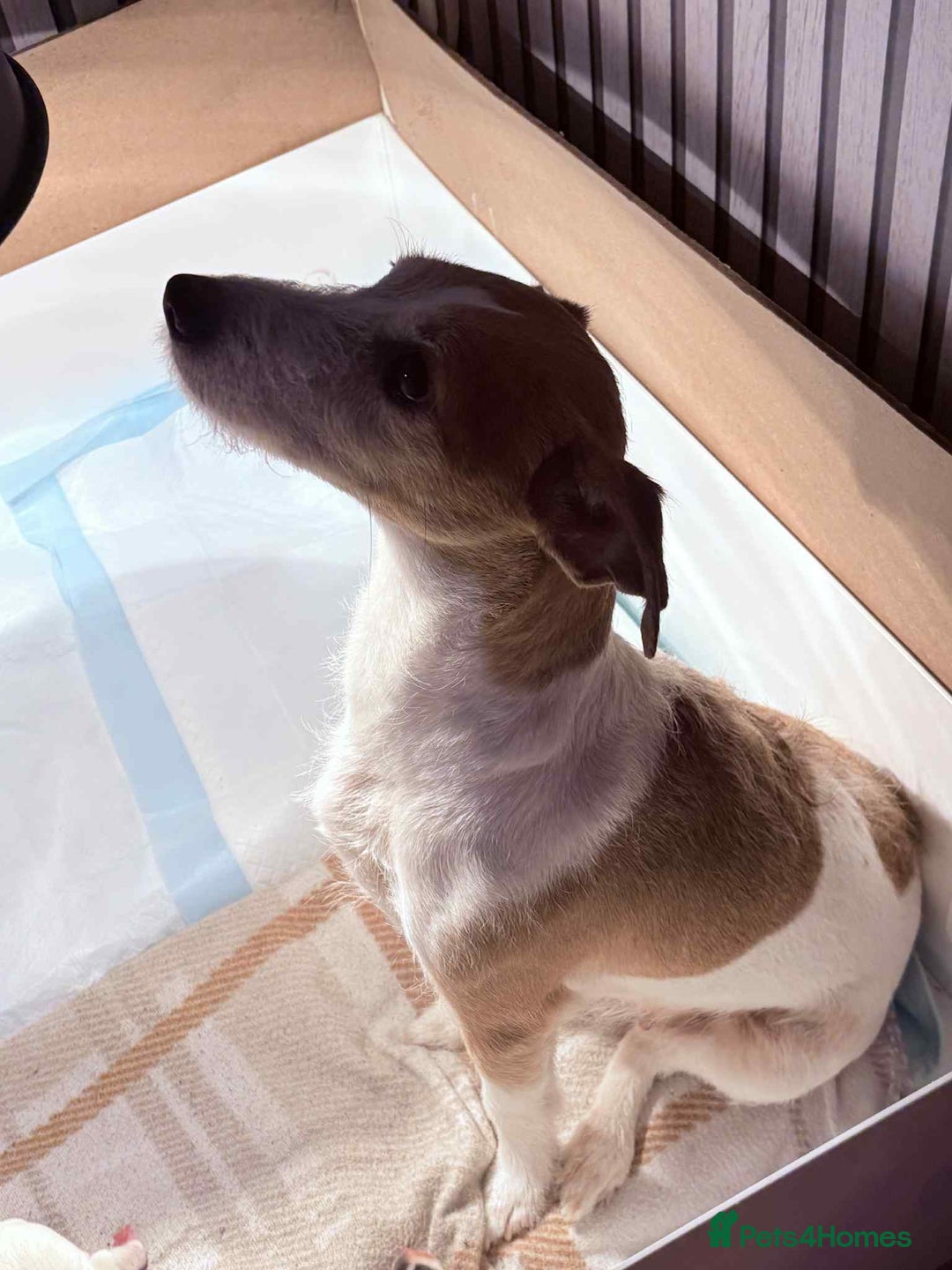 Jack Russell dogs for sale: White,blue,red tri jack Russell pups  - Advert 8