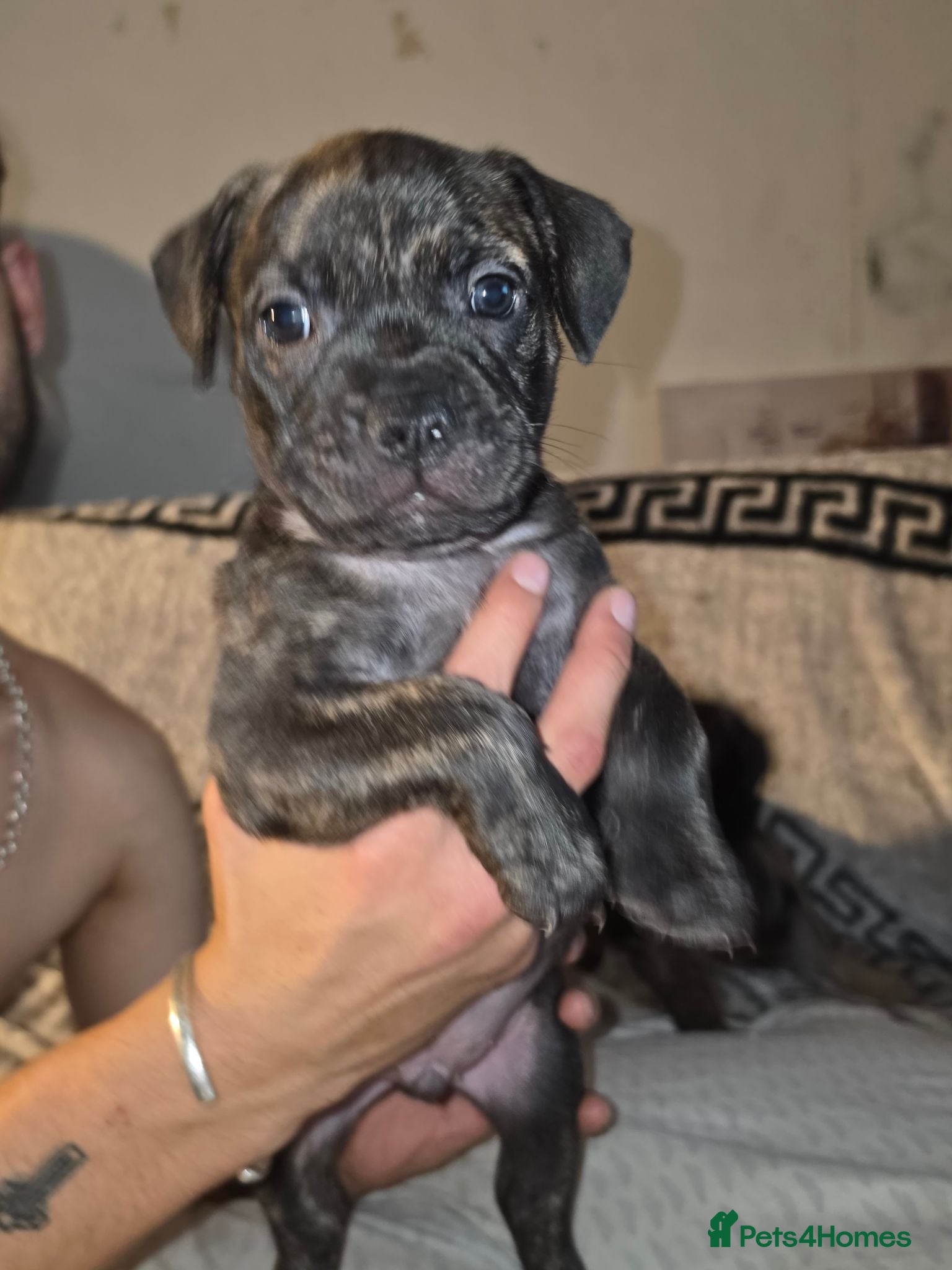 Mixed Breed dogs Fraffies *staff/frenchie* - Advert 1
