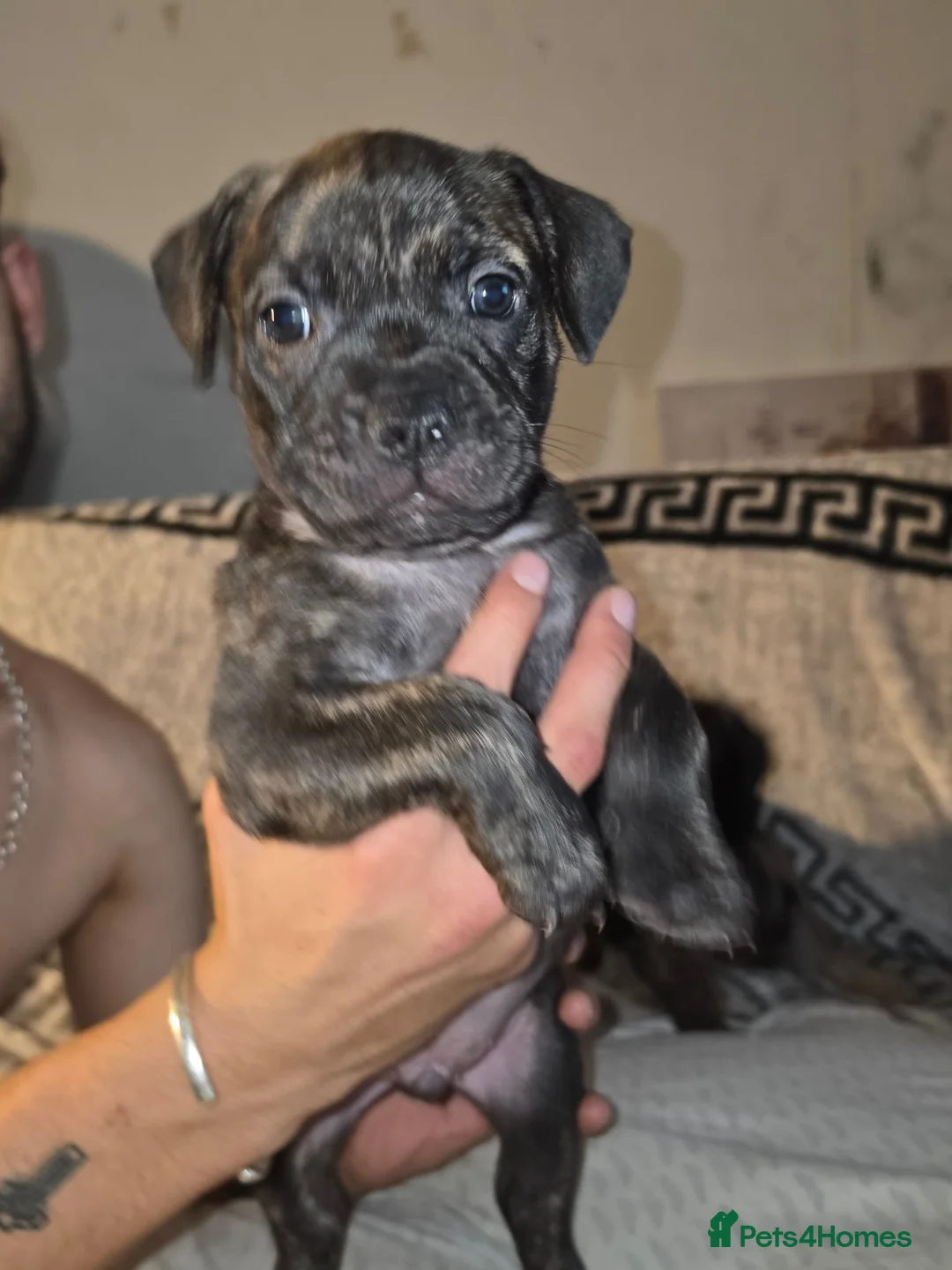 Mixed Breed dogs for sale: Fraffies *staff/frenchie* - Advert 1