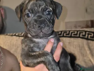 Mixed Breed dogs Fraffies *staff/frenchie* - Advert 1