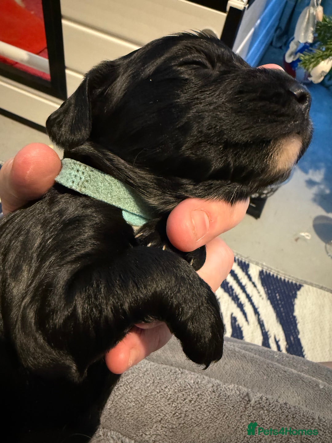 Cocker Spaniel dogs for sale: Stunning working cocker spaniel puppies available  - Advert 2