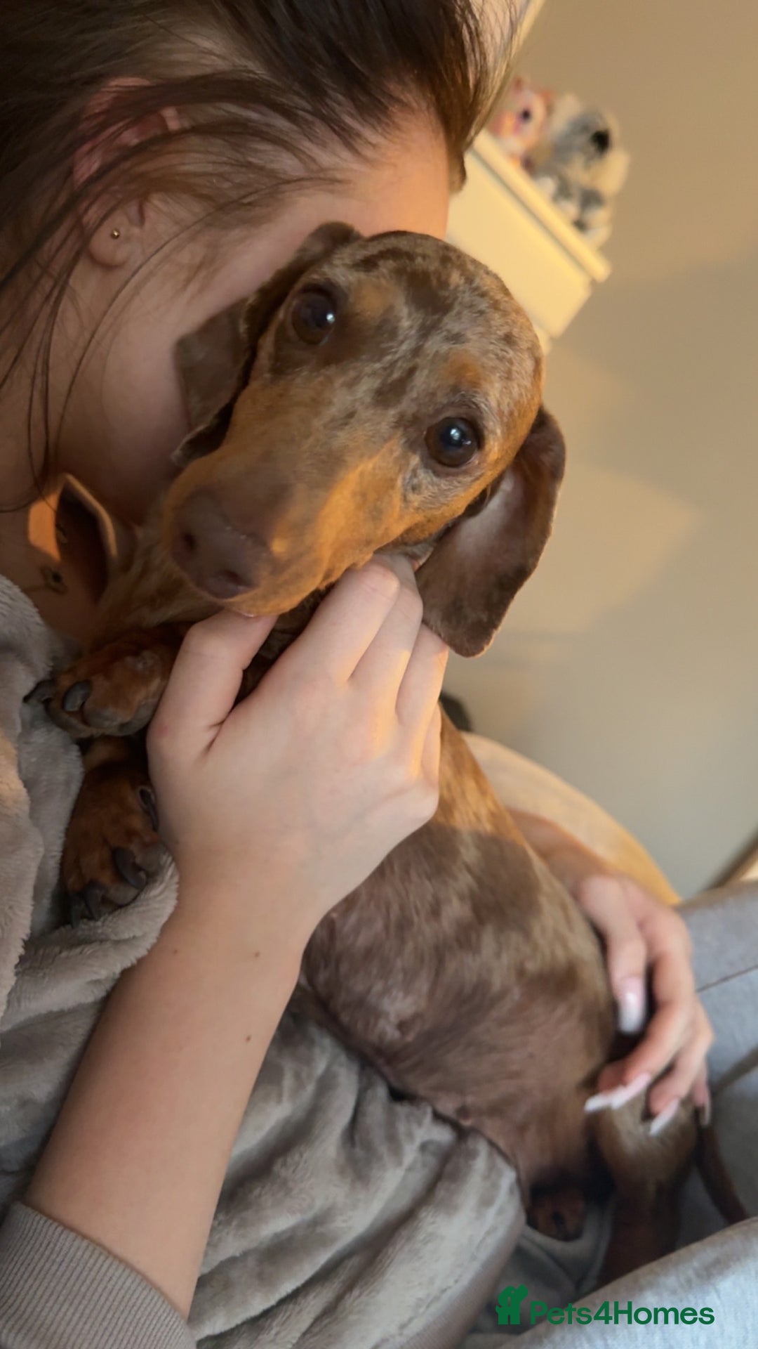 Miniature Dachshund dogs for sale: Miniature daschunds 2 females - 18 months old  - Image 11