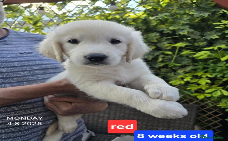 Golden Retriever dogs - Advert 10