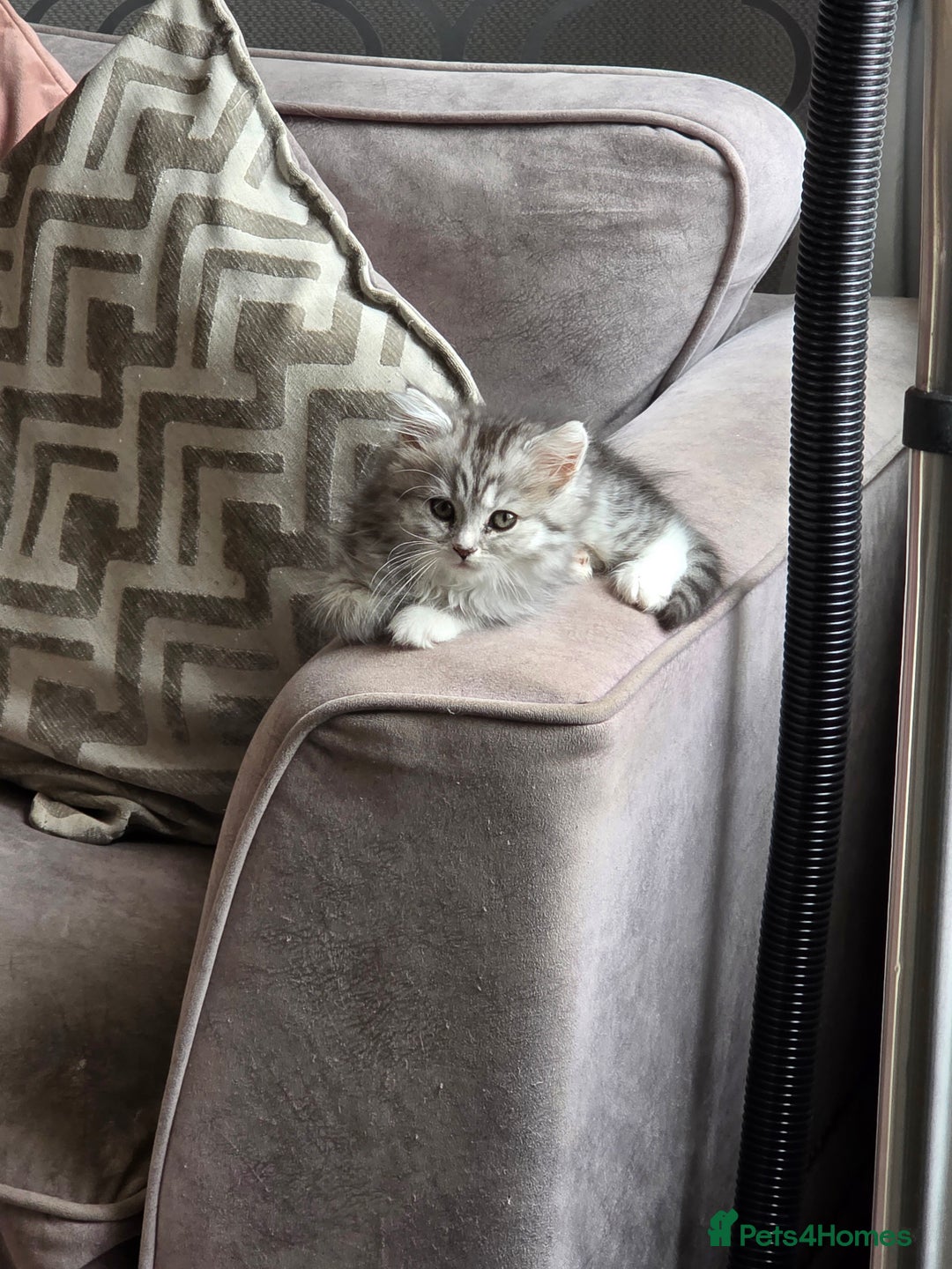 British Shorthair cats for sale: British short hair x - Image 2