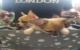 Chihuahua dogs for sale: Adorable Loving hand reared ready now Chihuahuas - Image 3