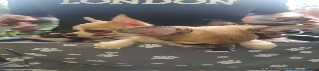 Chihuahua Puppy 1 Peanut