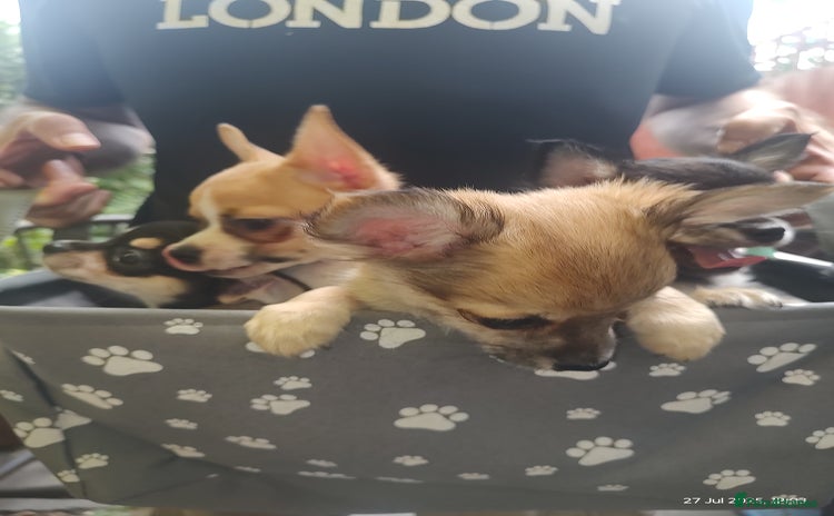 Chihuahua dogs - Advert 4