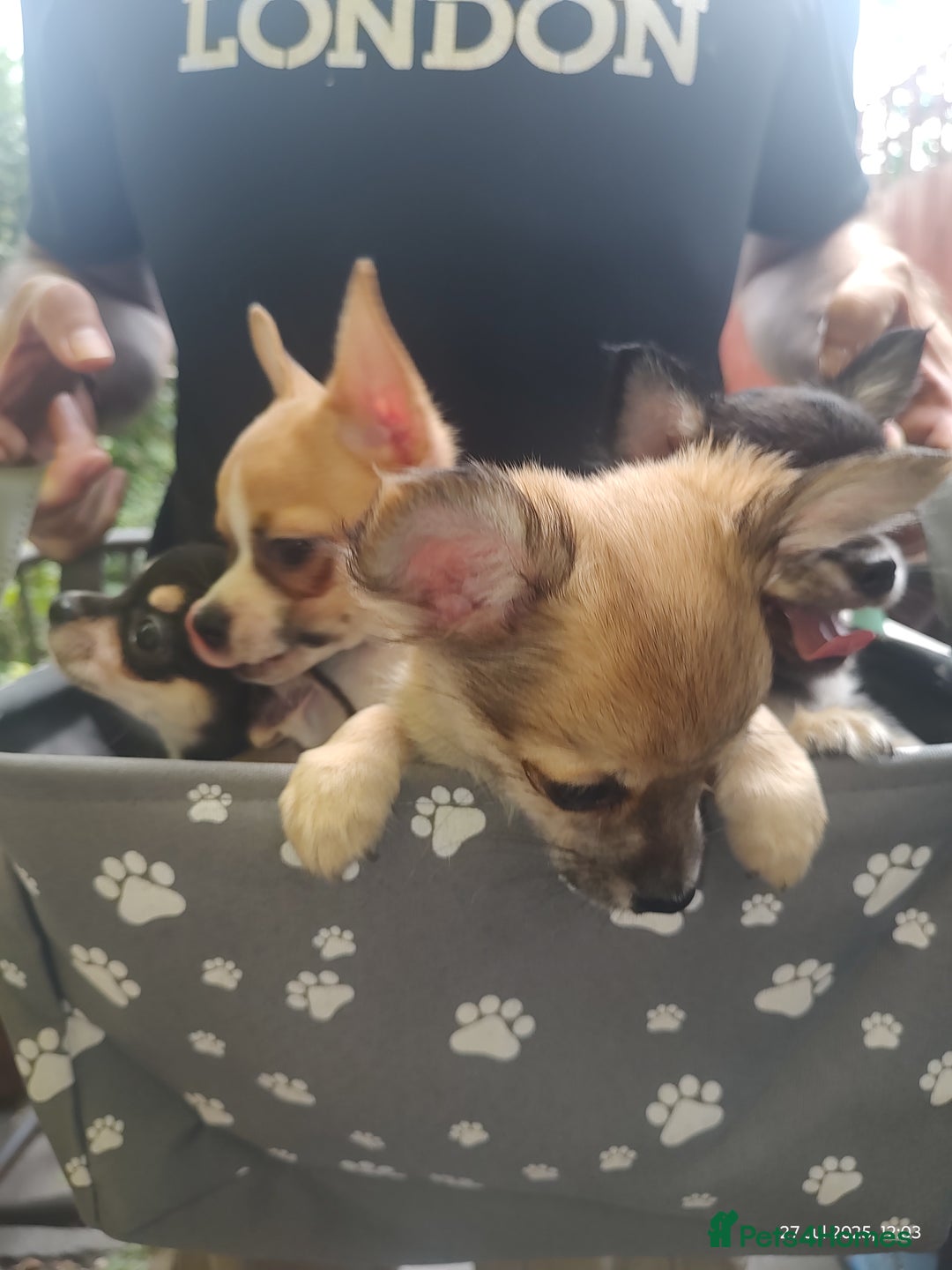 Chihuahua dogs for sale: Adorable Loving hand reared ready now Chihuahuas - Image 3