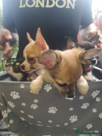 Chihuahua dogs - Advert 4