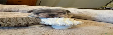 French Bulldog 6