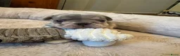 French Bulldog dogs for sale: 5 weeks old french bulldog puppies for sale - Advert 16