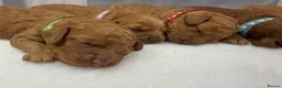 Cockapoo dogs for sale: 🐶 Beautiful Cockapoo Puppies ❤️ in Swadlincote - Advert 24
