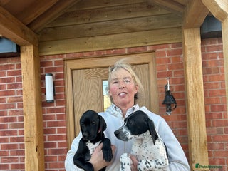 Pointer dogs 2 black bitches and 1black /white dog available. - Advert 6