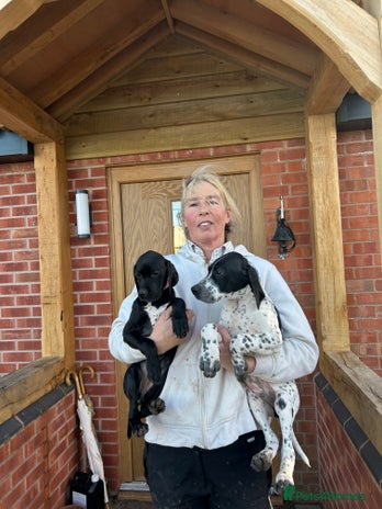 Pointer dogs 2 black bitches and 1black /white dog available. - Advert 1