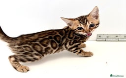 Bengal cats for sale: Brown rosetted male bengal kittens, TICA reg - Image 1